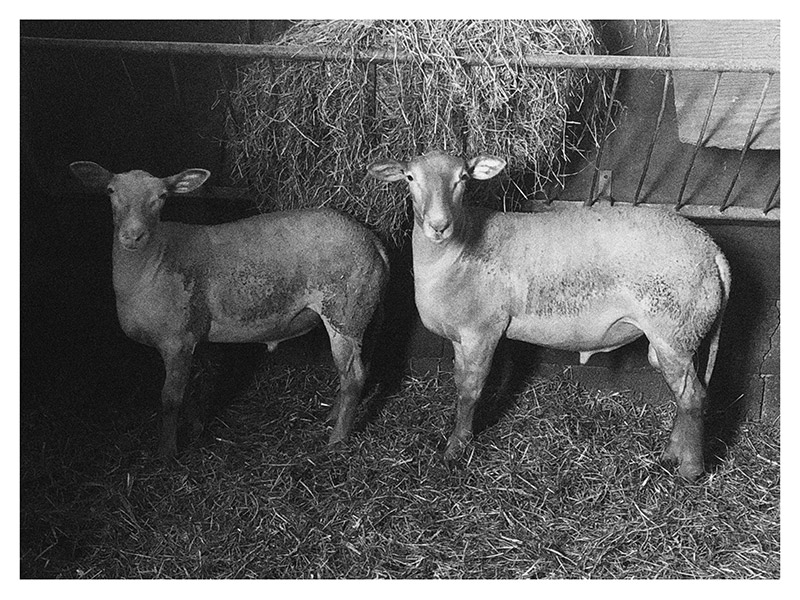Deux agneaux du Pays, à l'étable
