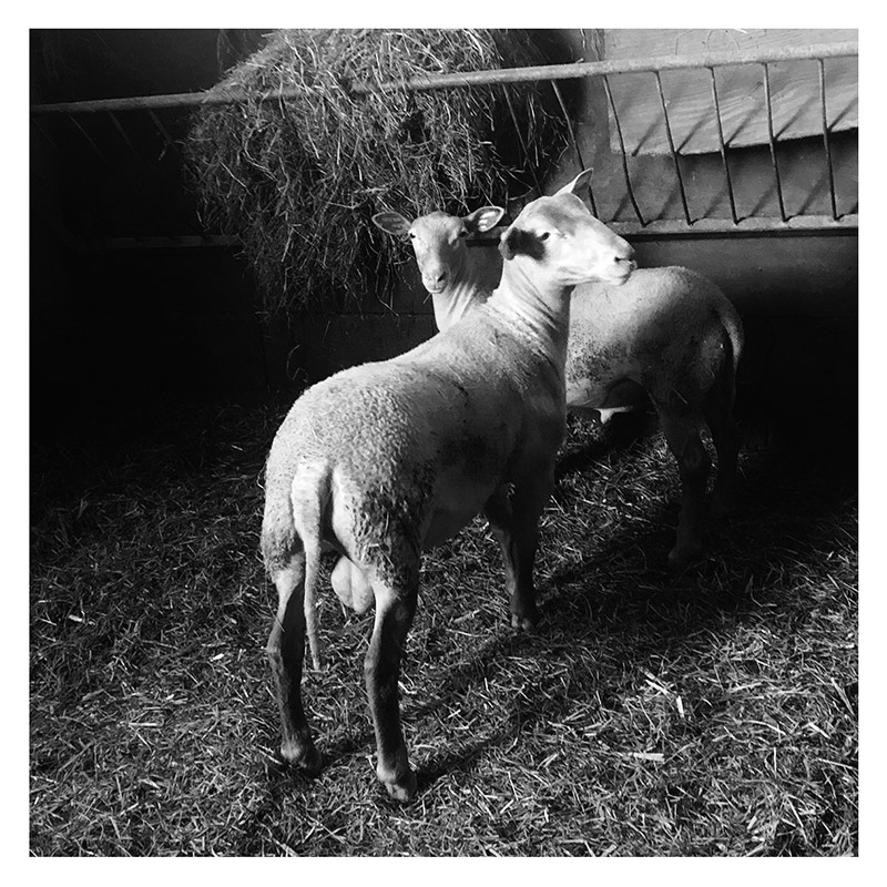 Photo de la gamme L’agneau Sélection des bergers